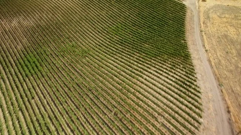 Vineyard in Paso Robles California Aerial Shot of Wine Country Stock Footage