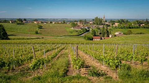Vineyard patchwork hills of Sainte-Croix village Stock Photos
