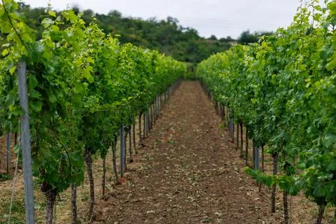 Vineyard Path Stock Photos