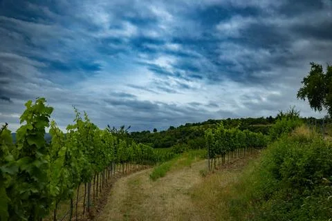 Vineyard Path Stock Photos