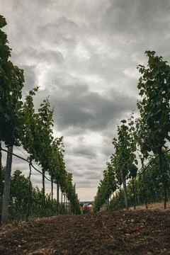 Vineyard Path Stock Photos