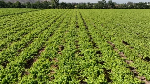 Vineyard Path with Rows of Grapevines Under a Sunny Sky Stock Footage 308827697