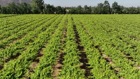 Vineyard Path with Rows of Grapevines Under a Sunny Sky Stock Footage 308827706