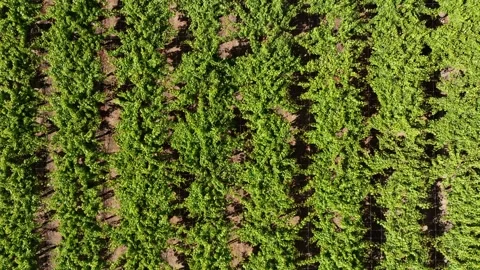 Vineyard Path with Rows of Grapevines Under a Sunny Sky Stock Footage 308827726