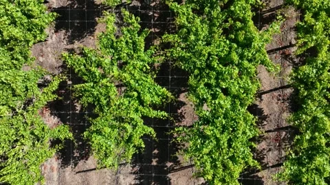 Vineyard Path with Rows of Grapevines Under a Sunny Sky Stock Footage 308827735