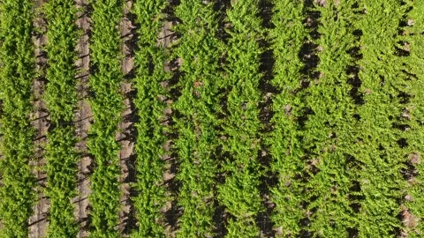 Vineyard Path with Rows of Grapevines Under a Sunny Sky Stock Footage 308827747