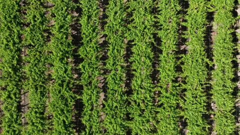 Vineyard Path with Rows of Grapevines Under a Sunny Sky Stock Footage 308828920