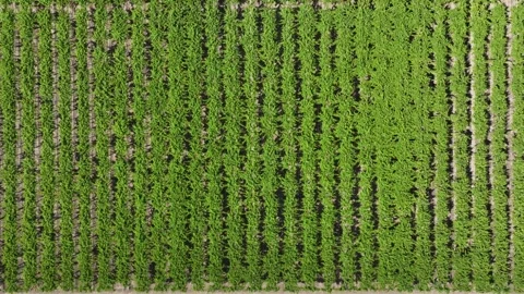 Vineyard Path with Rows of Grapevines Under a Sunny Sky Stock Footage 308828971