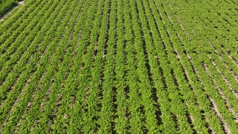 Vineyard Path with Rows of Grapevines Under a Sunny Sky Stock Footage 308829030