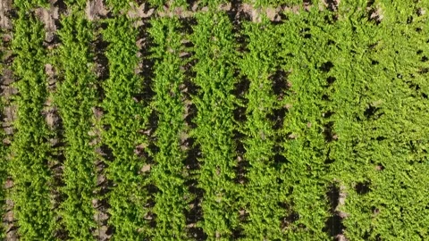 Vineyard Path with Rows of Grapevines Under a Sunny Sky Stock Footage 308829040