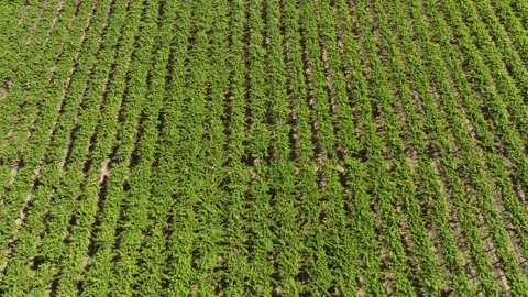 Vineyard Path with Rows of Grapevines Under a Sunny Sky Stock Footage 308829132