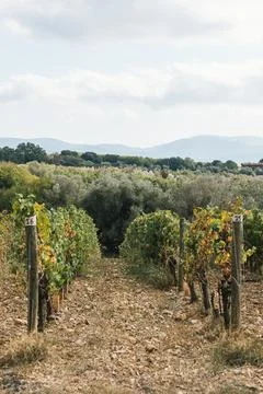 Vineyard path in rural countryside with distant mountains Photos
