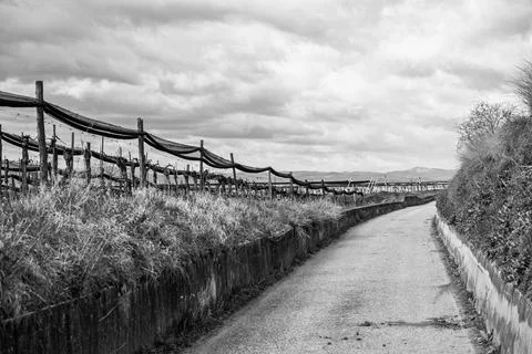 Vineyard path under cloudy skies BW Foto stock
