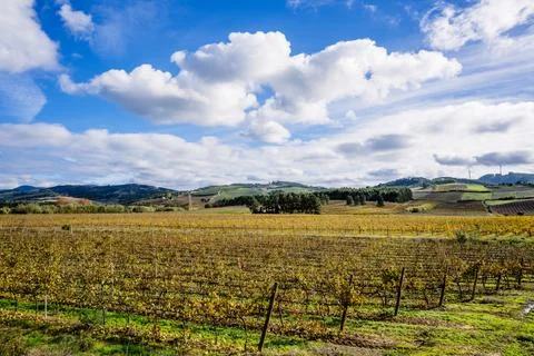 Vineyard patterns framed by olive tree Stock Photos