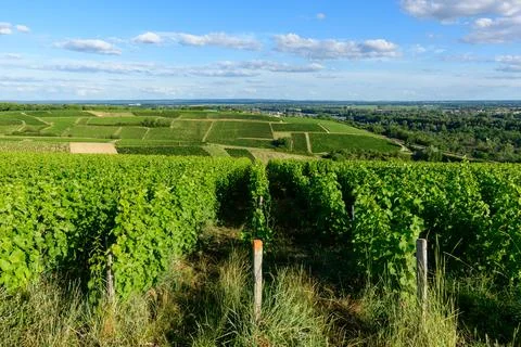 Vineyard perspective with lush green rows Stock Photos
