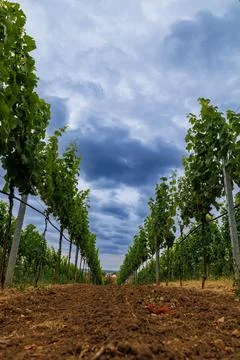 Vineyard Perspective Stock Photos