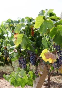 Vineyard Stock Photos