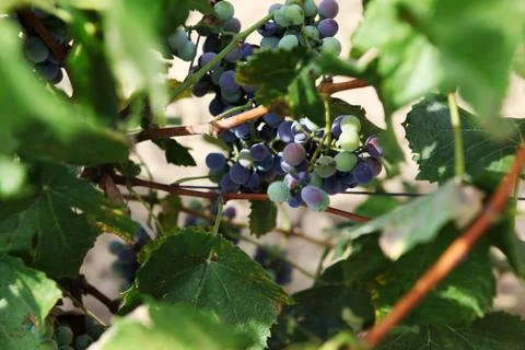 Vineyard Stock Photos