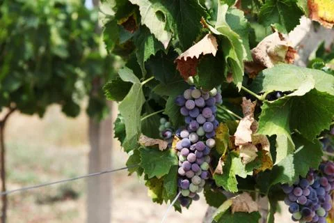 Vineyard Stock-Fotos