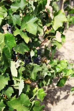 Vineyard Stock Photos