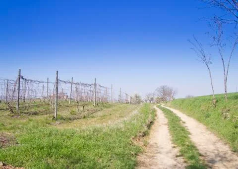 Vineyard Stock Photos