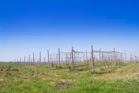 Vineyard Stock Photos