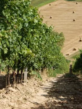 Vineyard Stock Photos
