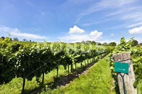 Vineyard Stock Photos
