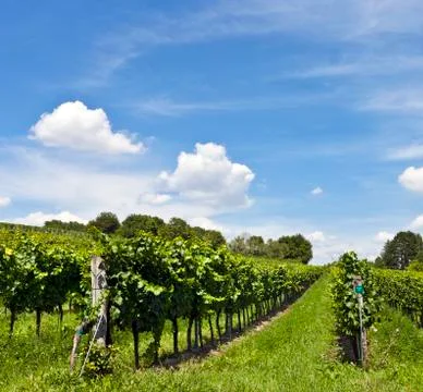 Vineyard Stock Photos