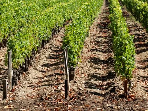 Vineyard Stock Photos