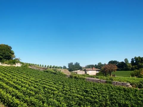 Vineyard Foto stock