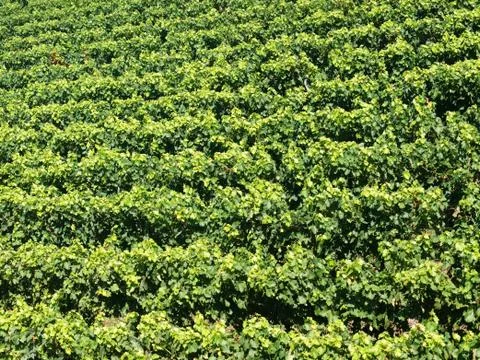 Vineyard 스톡 사진