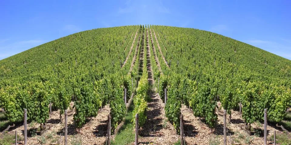 Vineyard Stock Photos
