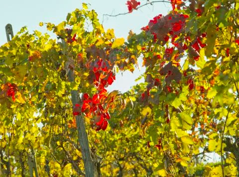 Vineyard Stock Photos