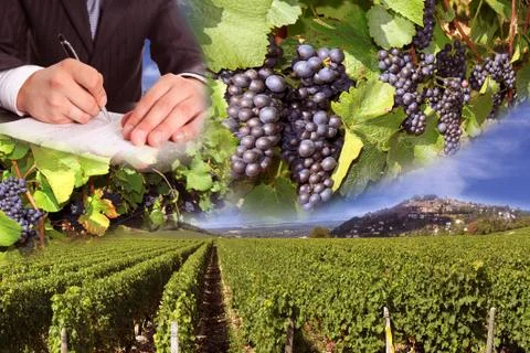 Vineyard Stock Photos