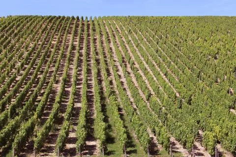 Vineyard Stock Photos