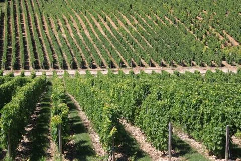 Vineyard Stock Photos