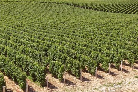 Vineyard Stock Photos