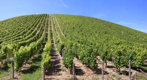 Vineyard Stock Photos