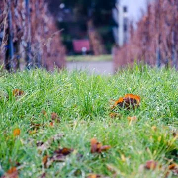 Vineyard Stock Photos