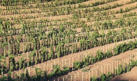 Vineyard 写真素材