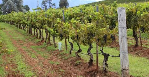 Vineyard Stock Photos