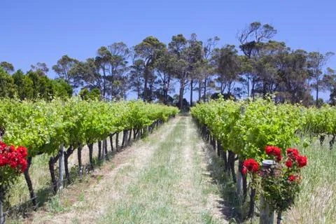 Vineyard 写真素材