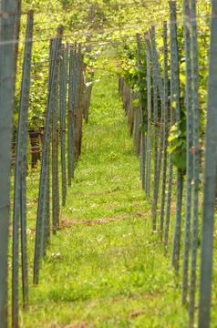 Vineyard Stock Photos