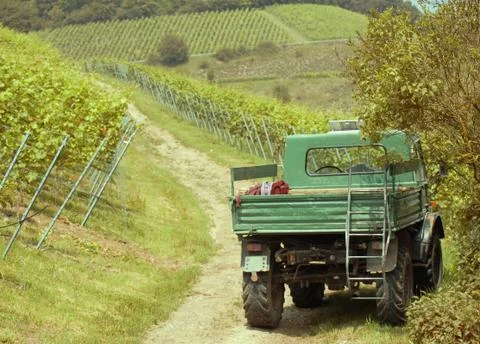 Vineyard Stock Photos