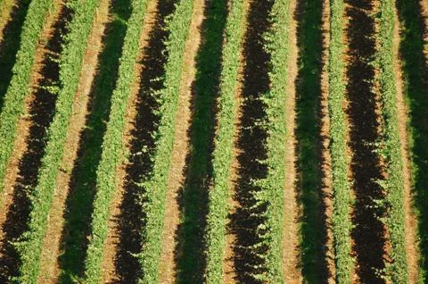 Vineyard Stock Photos