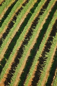 Vineyard Stock Photos