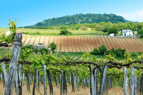 Vineyard Stock Photos