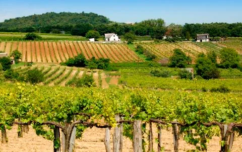 Vineyard Stock Photos