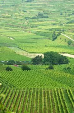 Vineyard Stock Photos